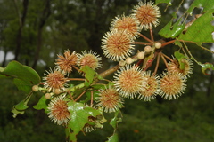 Haldina cordifolia